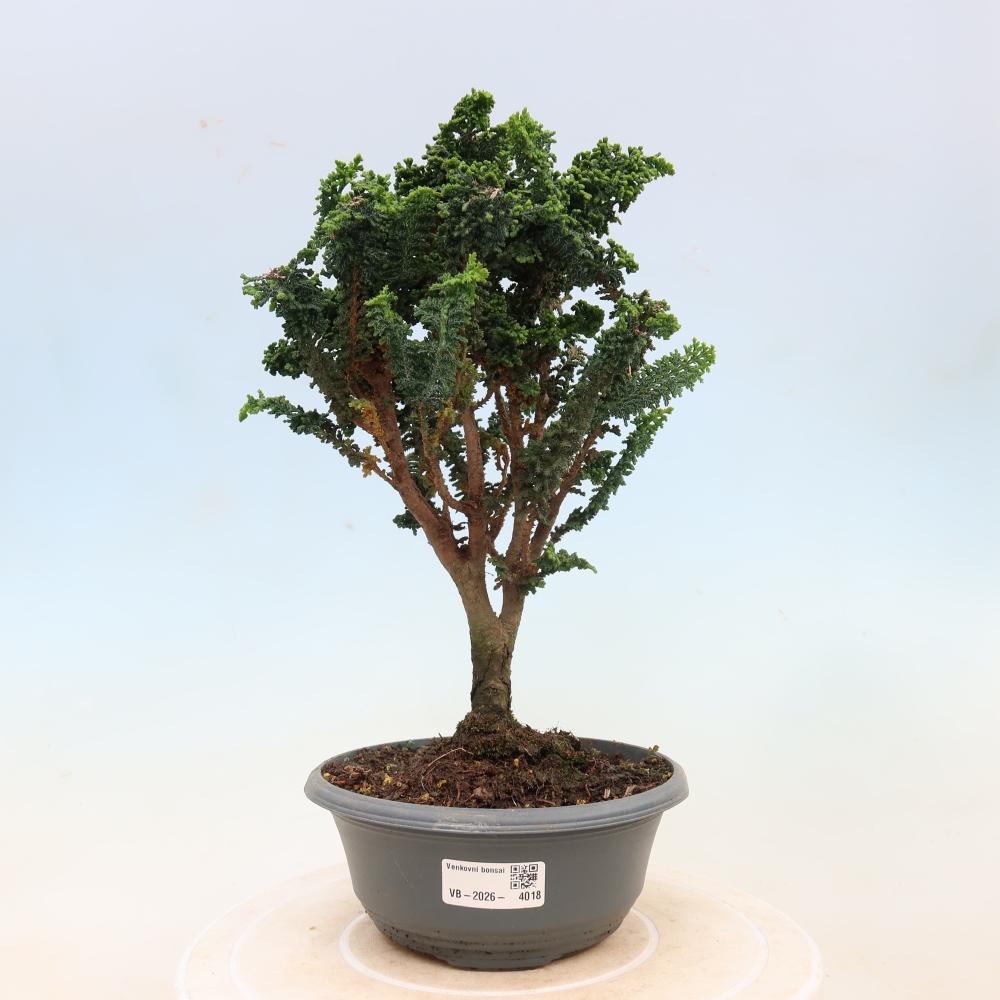 Bonsai zewnętrzne - Cham. obtusa SEKKA HINOKI - Cyprys