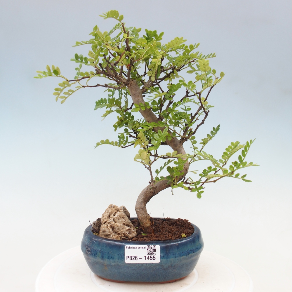 Pokój bonsai - Zantoxylum piperitum - drzewo pieprzowe