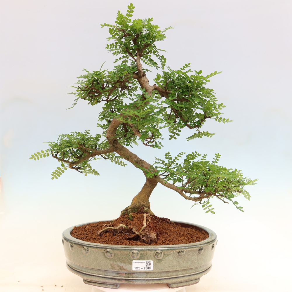 Pokój bonsai - Zantoxylum piperitum - drzewo pieprzowe