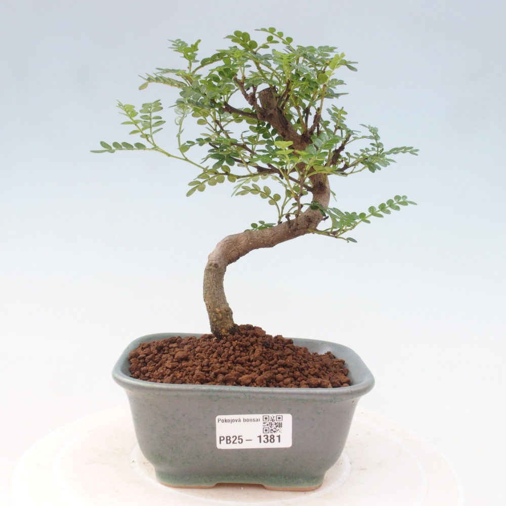 Kryty bonsai - Zantoxylum piperitum - Mięta pieprzowa