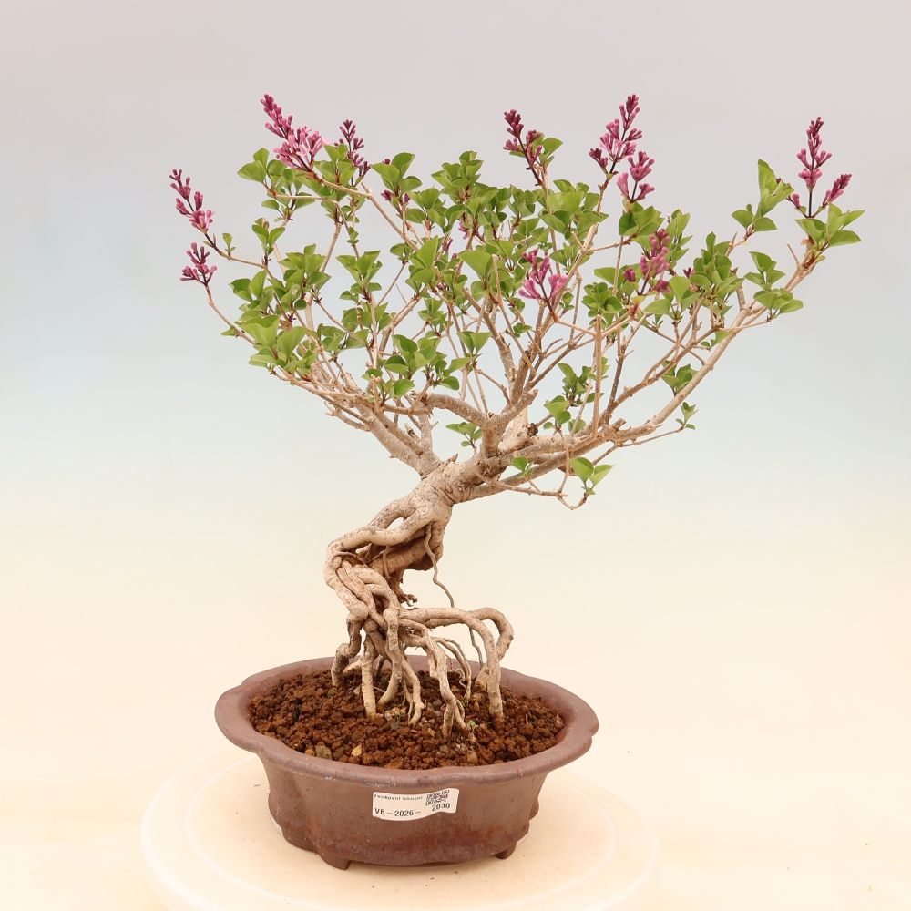 Outdoor bonsai - Syringa microphylla - liliowiec drobnokwiatowy