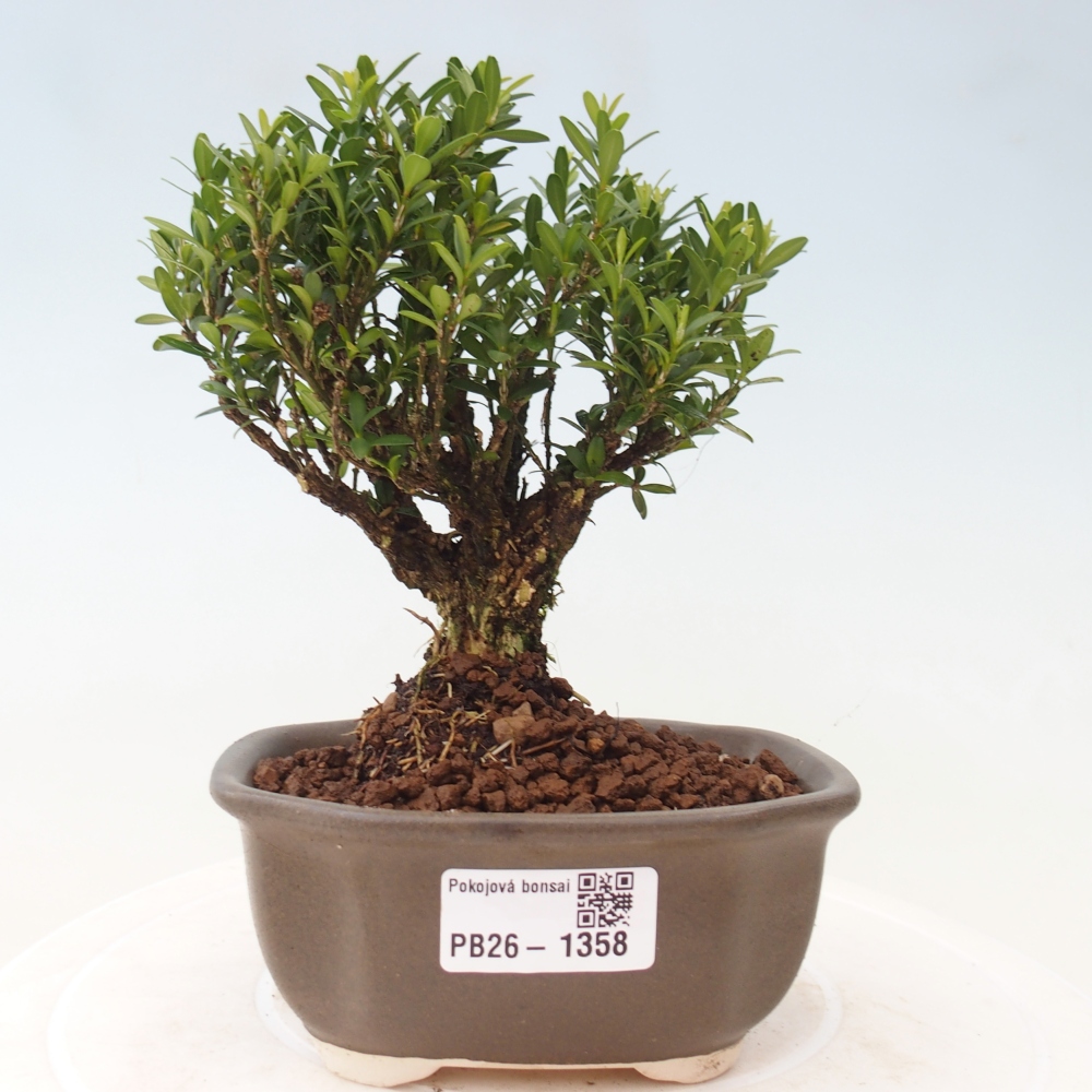 Pokój bonsai - Buxus harlandii - buxus korkowy