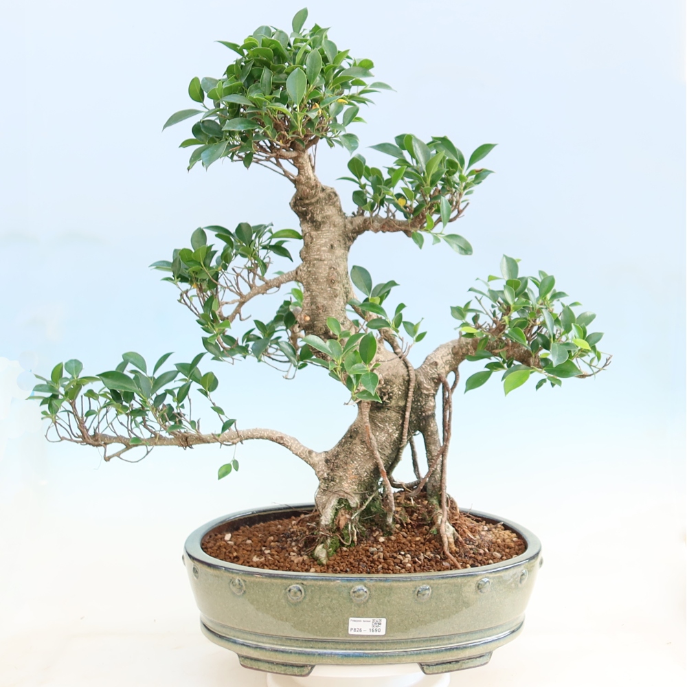 Pokój bonsai - Ficus kimmen - figowiec drobnolistny