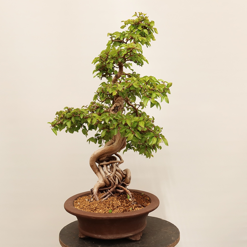 Bonsai plenerowe - Carpinus Coreana - grab koreański