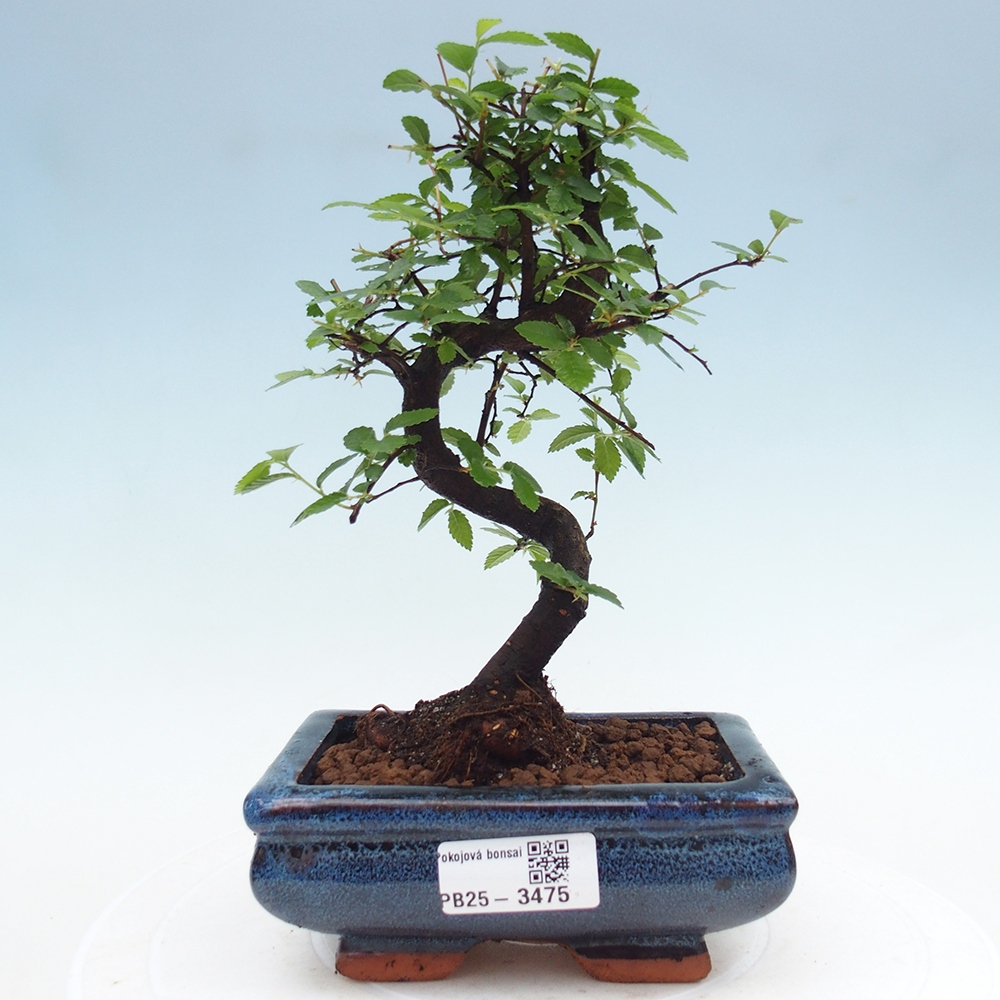 Pokój bonsai - Ulmus parvifolia - Wiąz drobnolistny