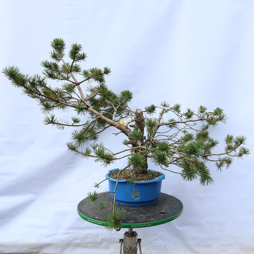 Pinus sylvestris Hiszpania – sosna zwyczajna