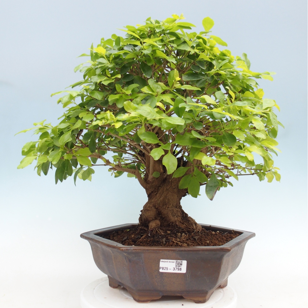 Bonsai pokojowe - Duranta erecta Aurea - WYŁĄCZNIE ODBIÓR OSOBISTY lub transport paletowy