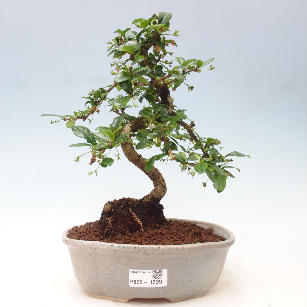Pokój bonsai - Carmona macrophylla - Tea fuki