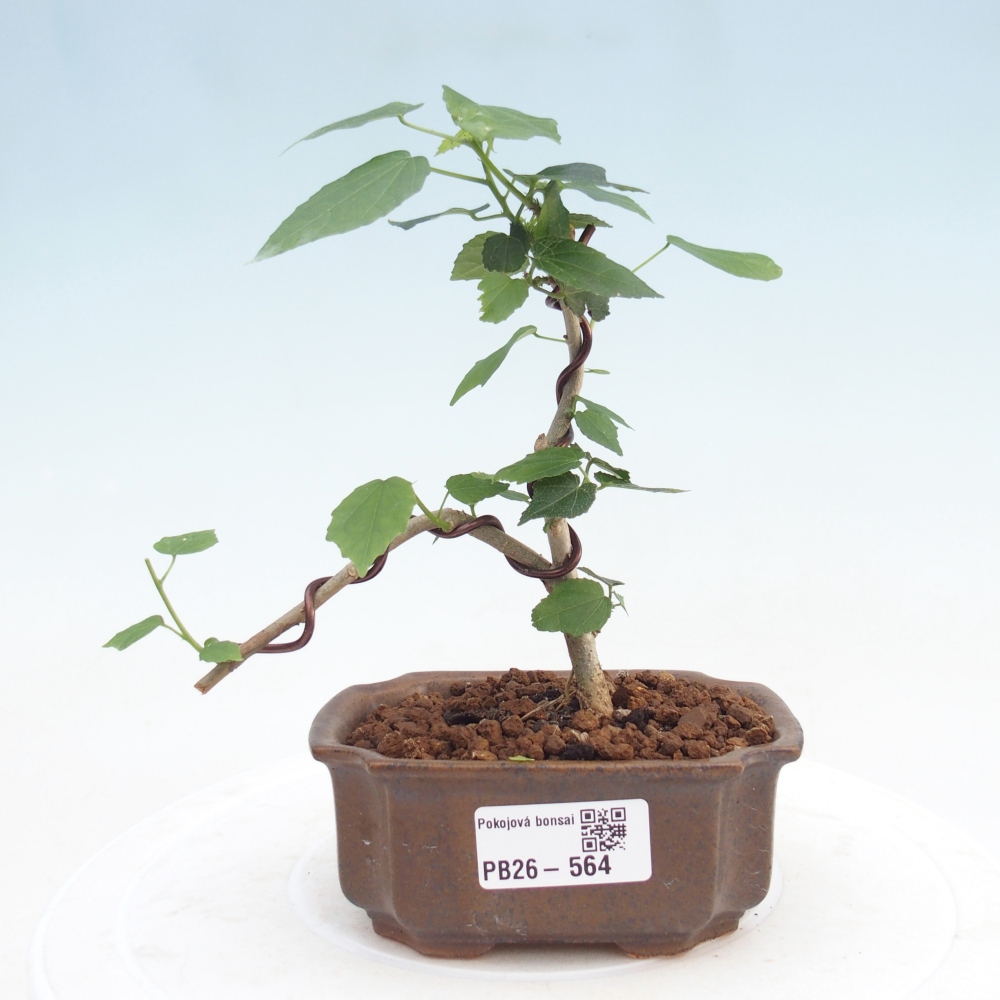 Bonsai domowe - Malvaviscus arboreus