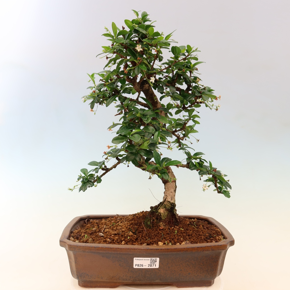 Bonsai pokojowe - Carmona macrophylla - Tea fuki