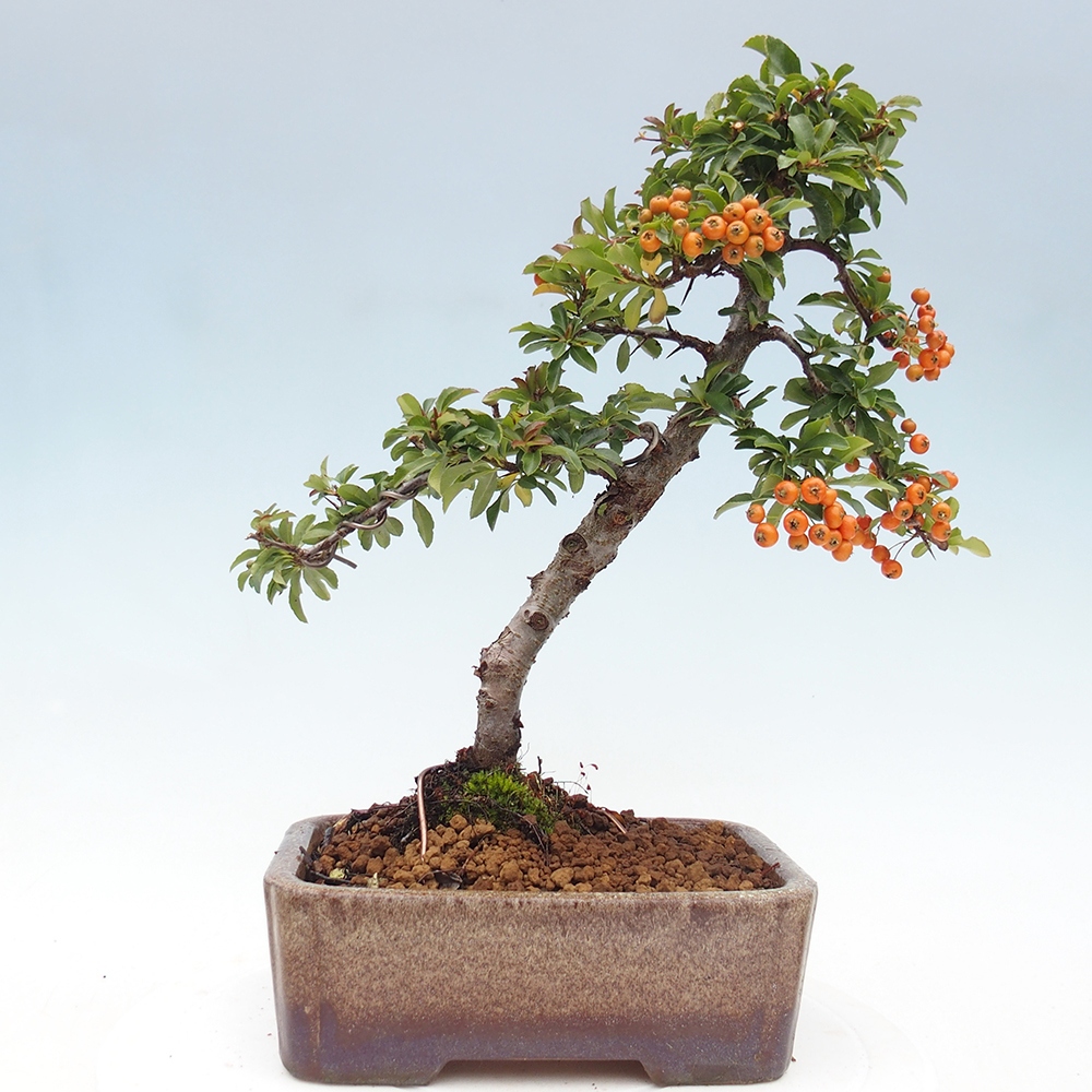 Outdoor Bonsai-Pyracanta Teton-Piekarnia