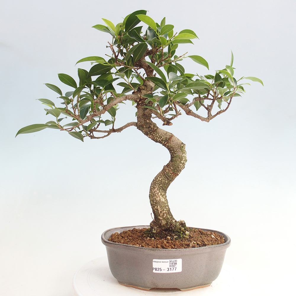 Kryty bonsai - Ficus retusa - figowiec drobnolistny