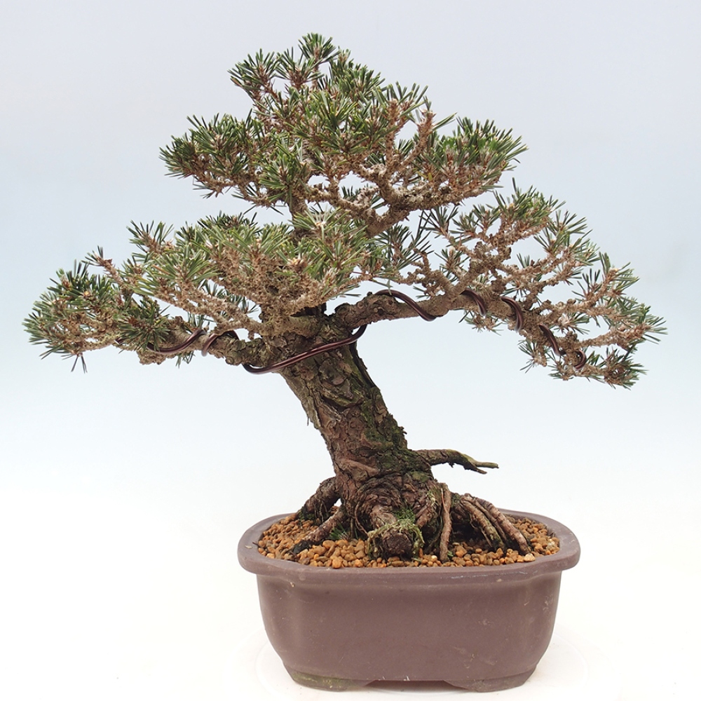 Outdoor bonsai - Pinus thunbergii Kotobuki - Sosna Thunberga