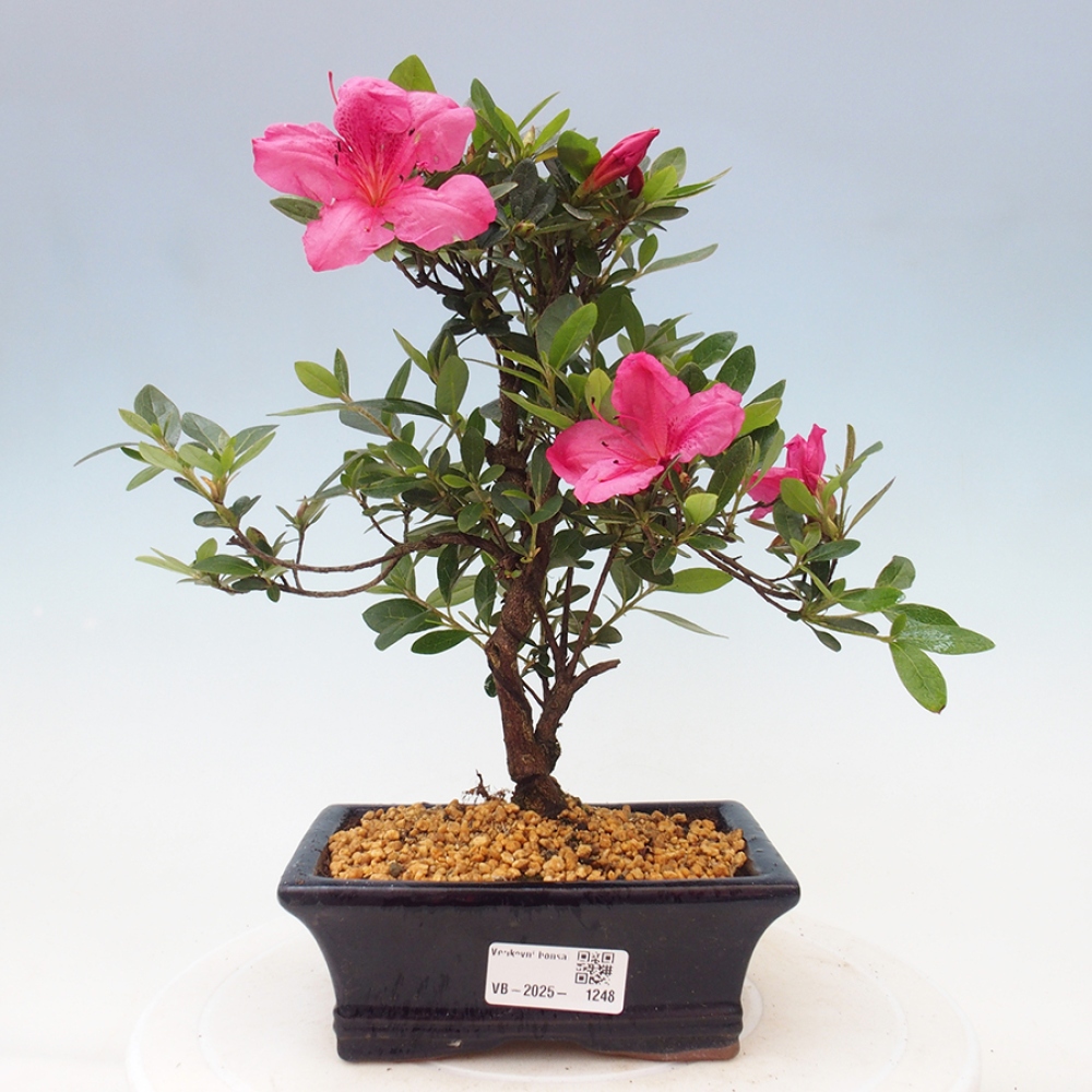 Bonsai zewnętrzne - Azalia japońska - Azalea sp.