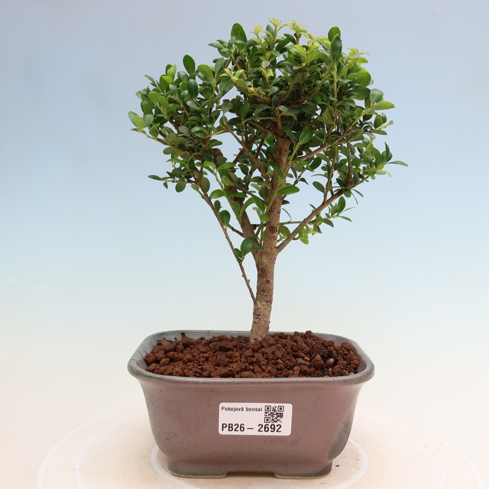 Pokój bonsai - Ilex crenata - Ostrokrzew
