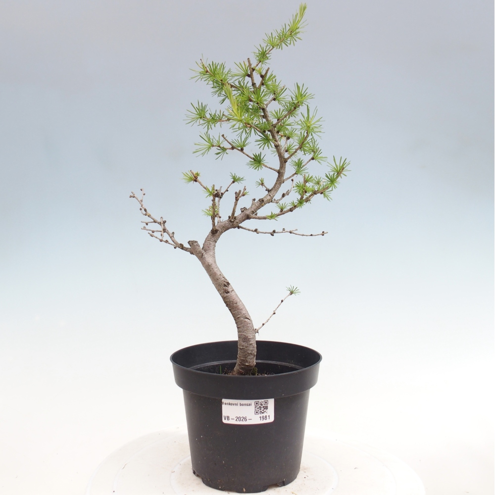 Bonsai zewnętrzne - Larix decidua - Modrzew