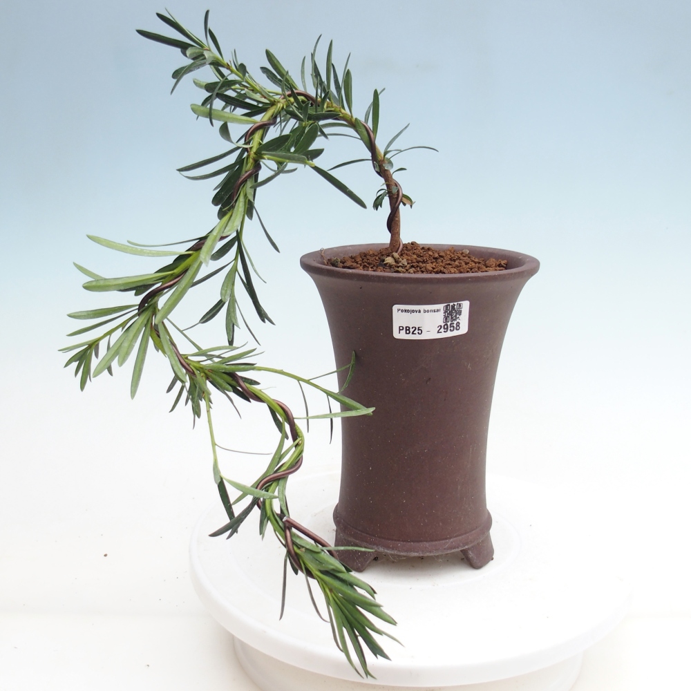 Kryty bonsai - Podocarpus - Kamień tys