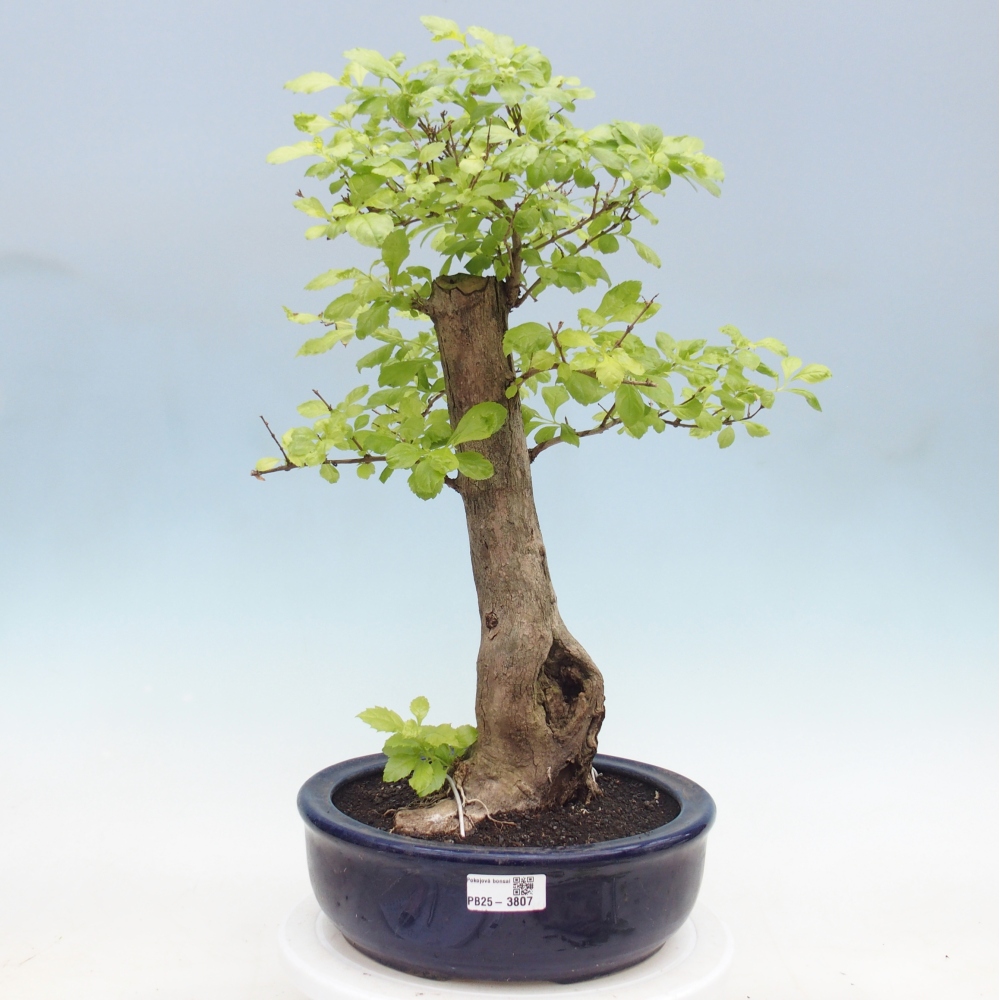 Bonsai pokojowe - Duranta erecta Aurea
