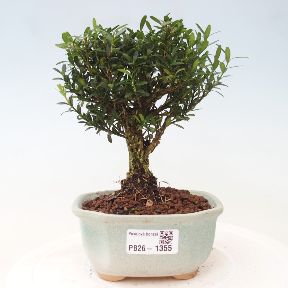 Pokój bonsai - Buxus harlandii - buxus korkowy