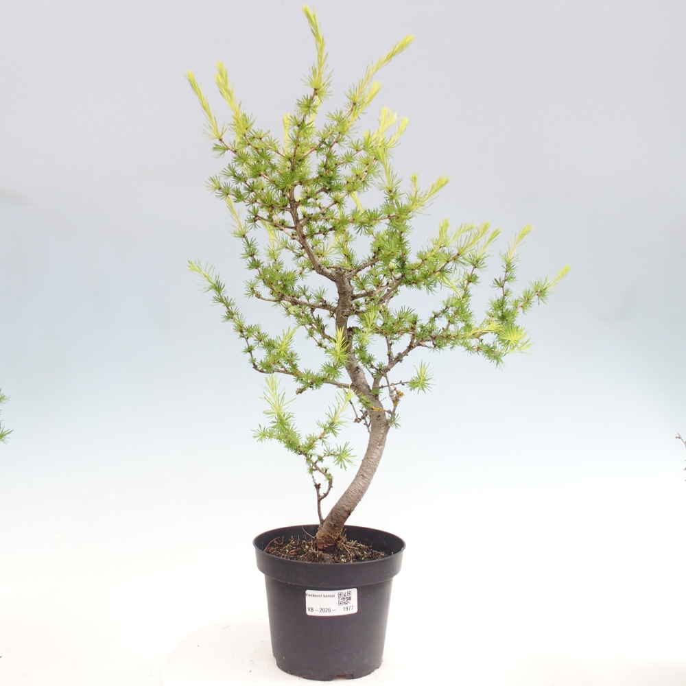 Bonsai zewnętrzne - Larix decidua - Modrzew