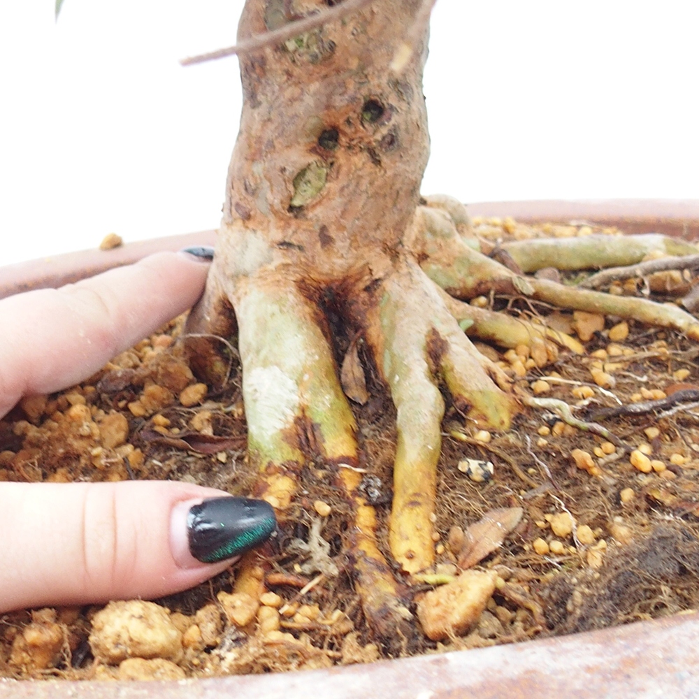 Bonsai zewnętrzne - Azalia japońska - Azalia Hanatsuzuri