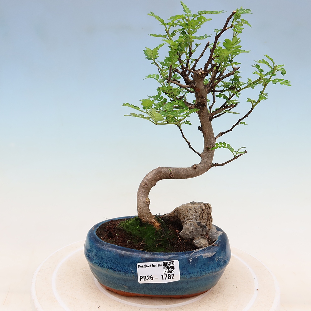Pokój bonsai - Zantoxylum piperitum - drzewo pieprzowe