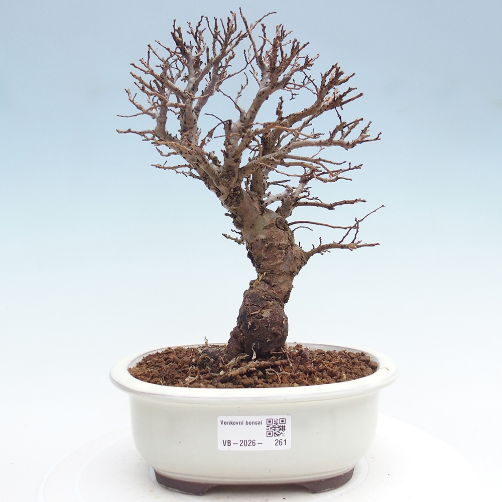 Bonsai zewnętrzne - Zelkova - Zelkova NIRE