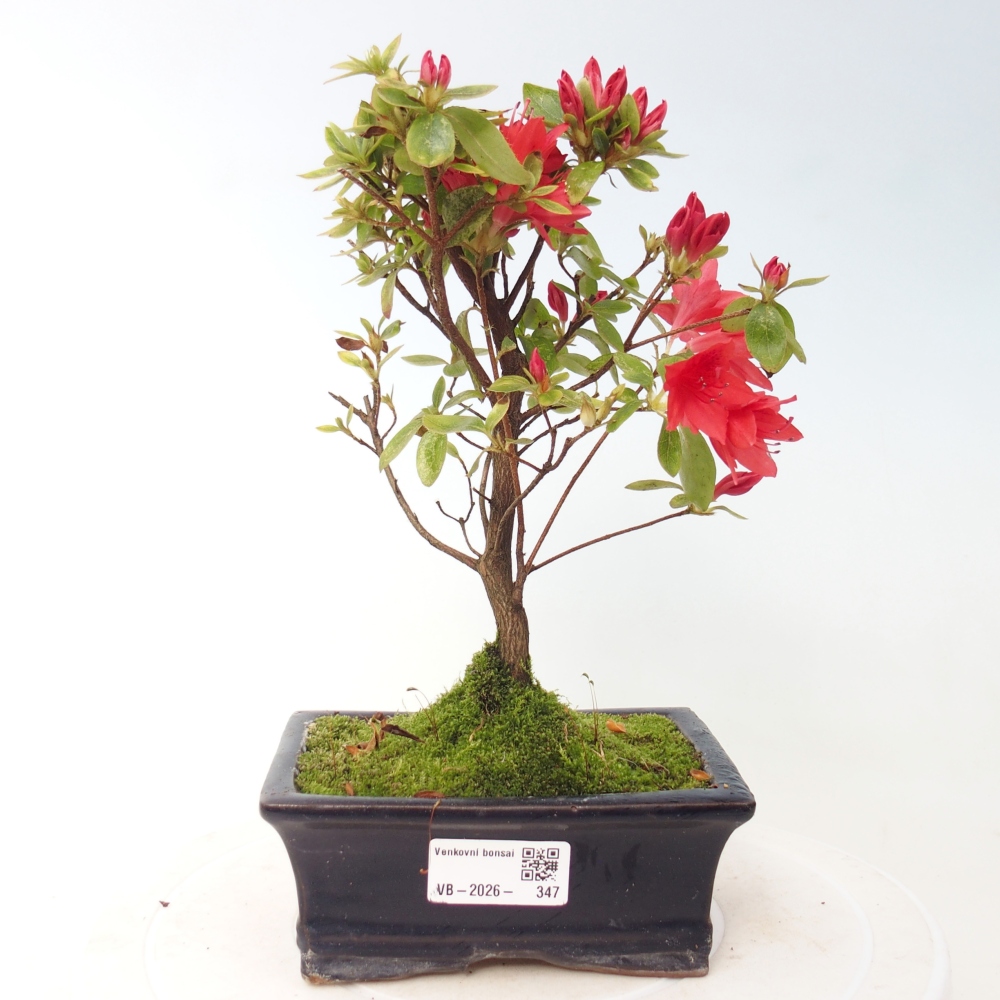 Outdoor bonsai - Azalia japońska - Azalea sp.