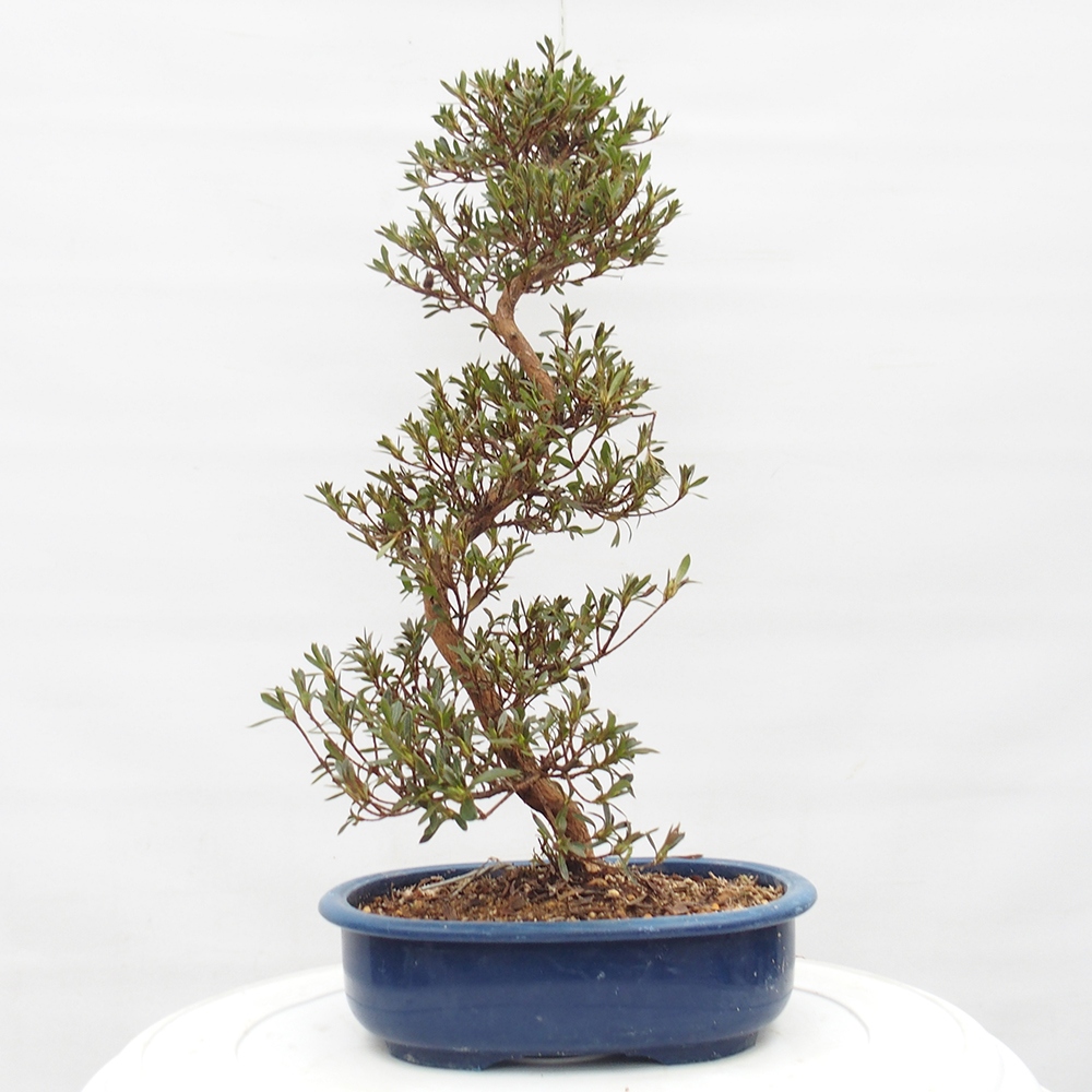 Bonsai zewnętrzne - Azalia japońska - Azalia Hakurin