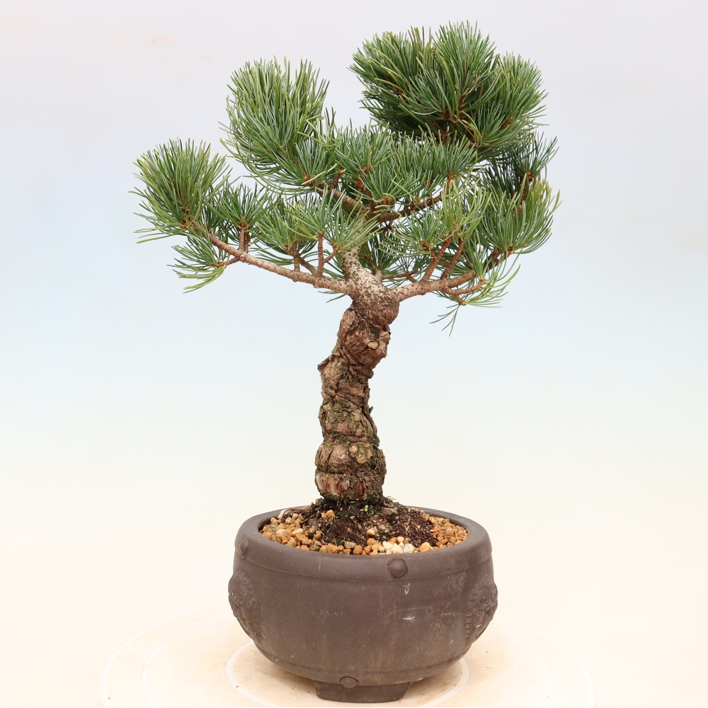 Outdoor bonsai - Pinus parviflora - Pinus parviflora