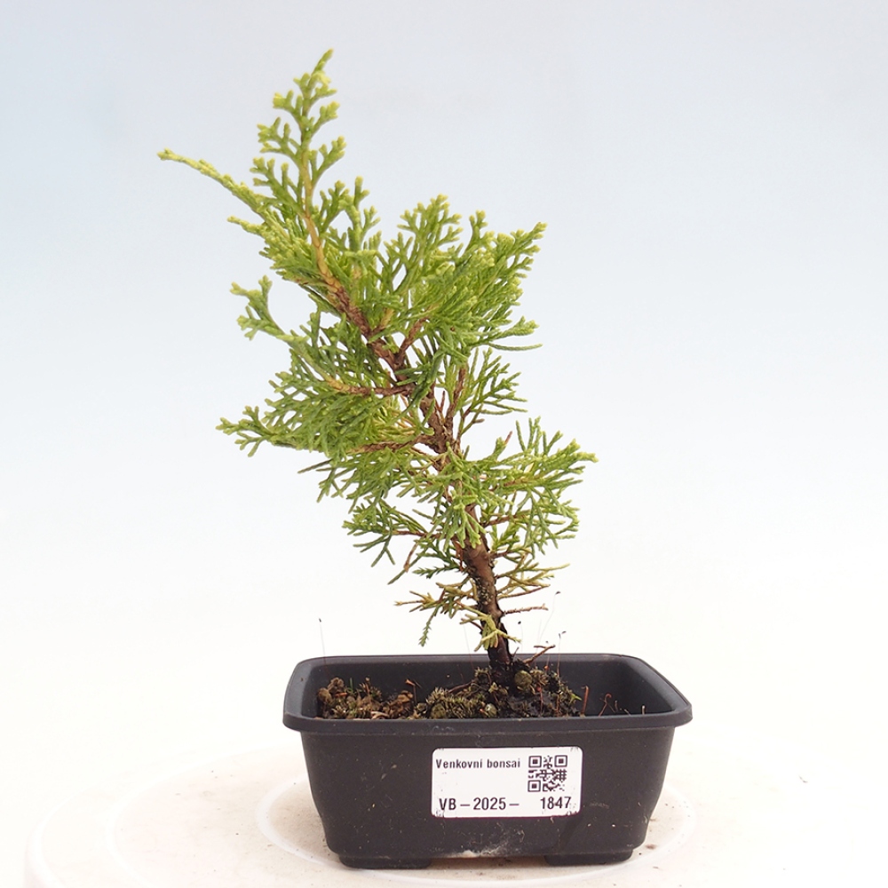 Outdoor bonsai - Juniperus chinensis Itoigawa - Jałowiec chiński