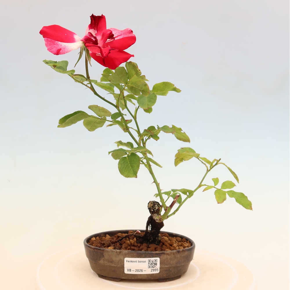 Bonsai ogrodowe – Rosa Kordes – róża
