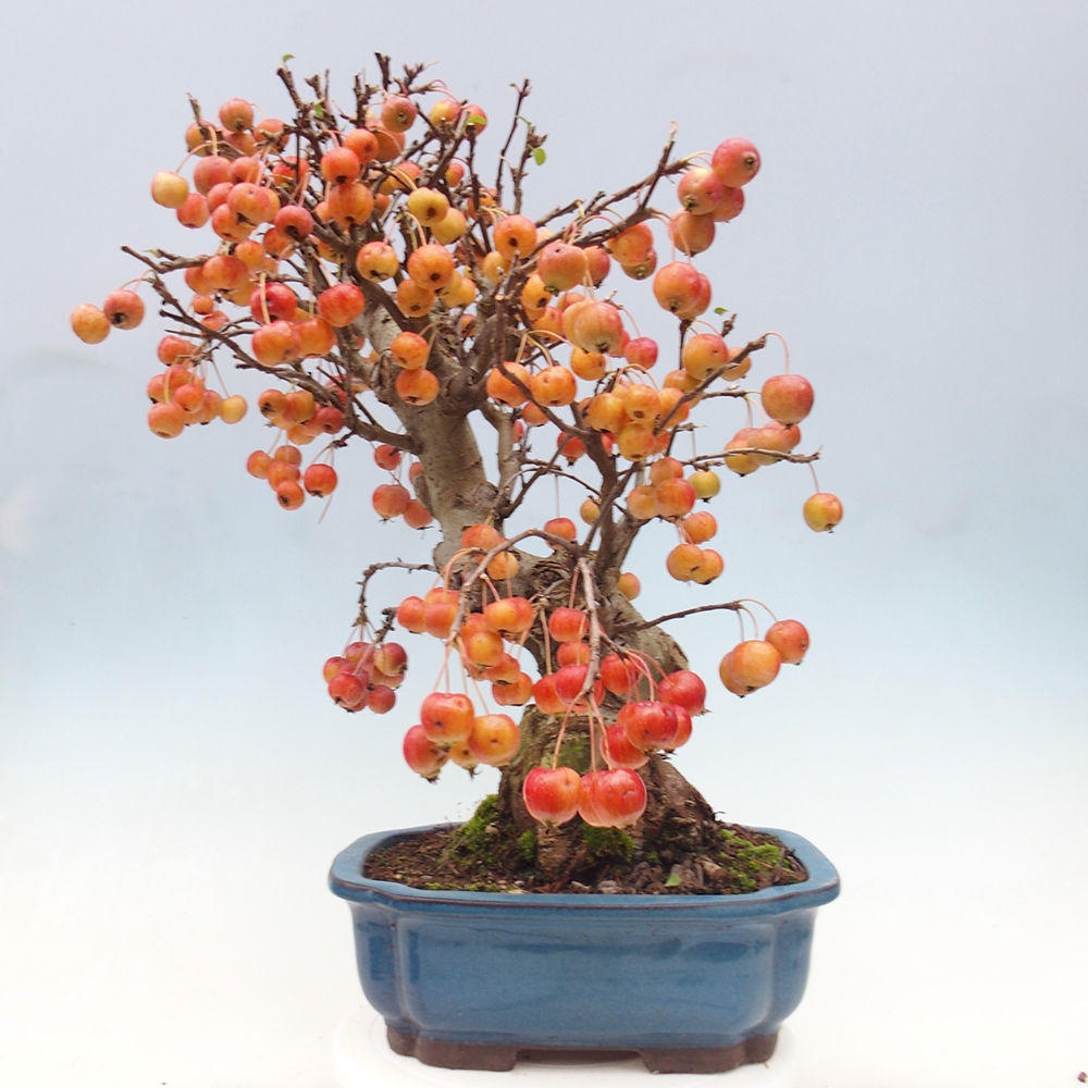 Bonsai plenerowe - Malus Halliana - Jabłoń drobnoowocowa