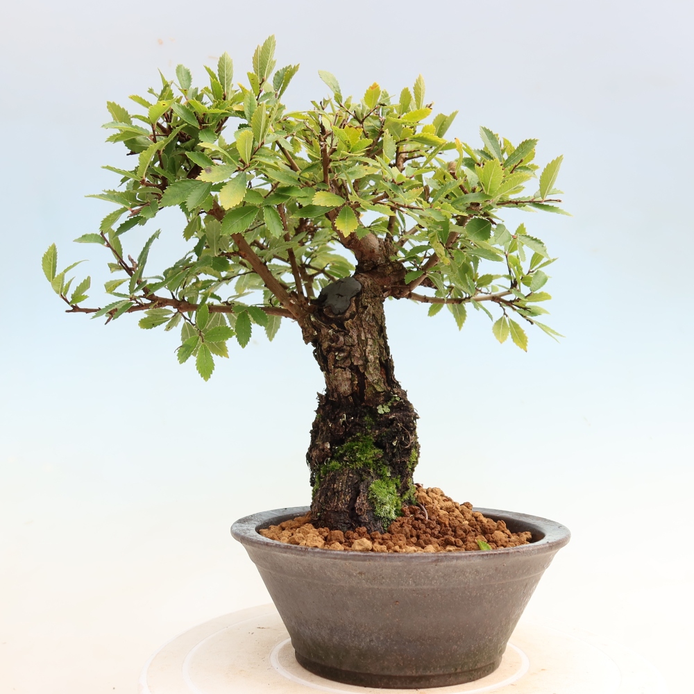 Bonsai zewnętrzne - Zelkova - Zelkova NIRE