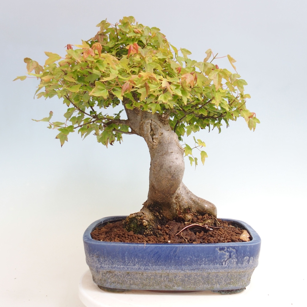 Outdoor bonsai - Maple Buergerianum - Burger Maple
