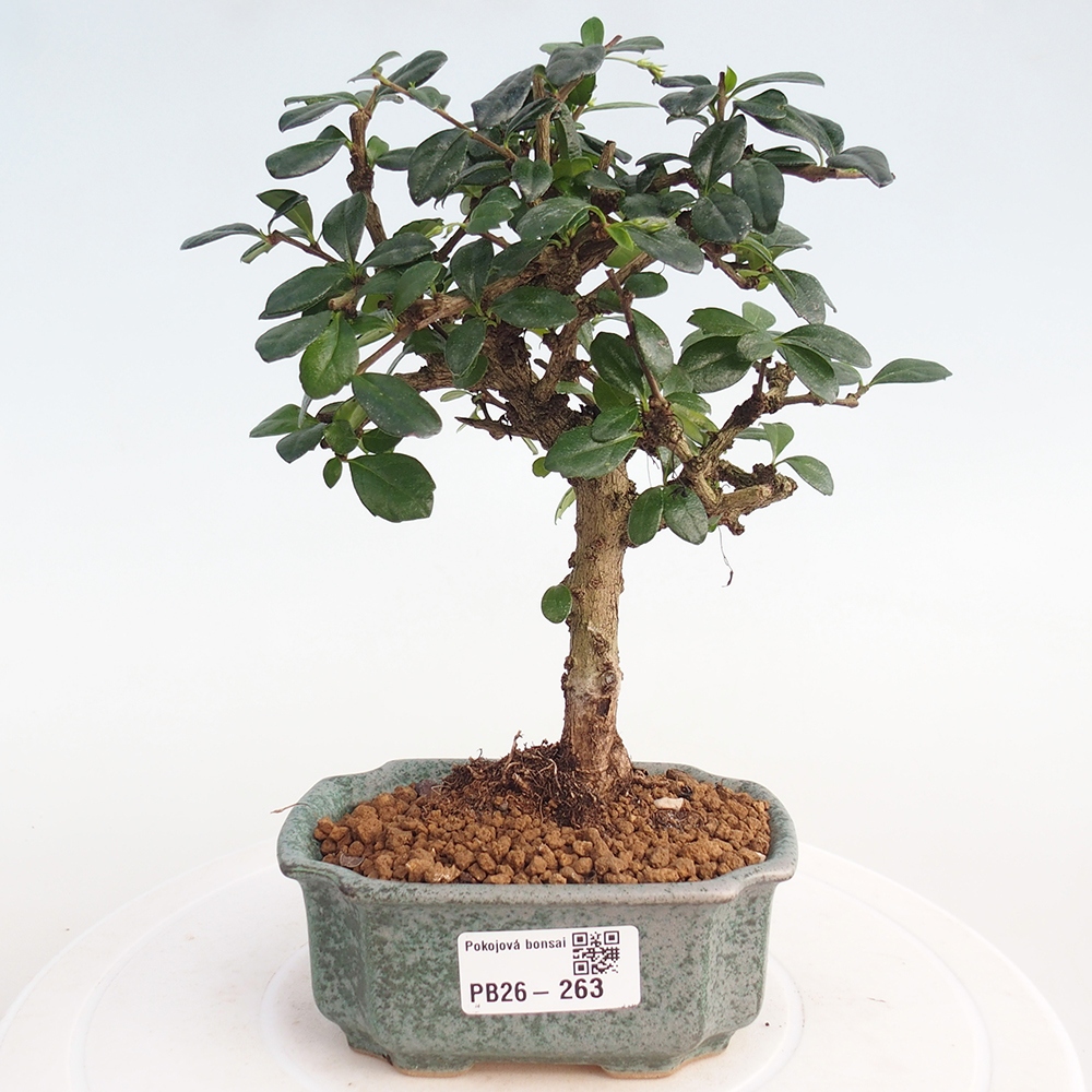 Bonsai pokojowe - Carmona macrophylla - Tea fuki