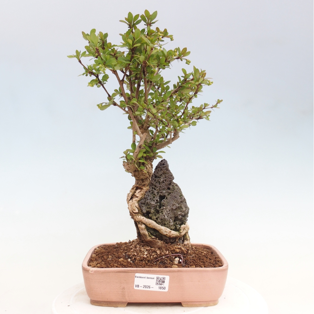 Bonsai zewnętrzne - Berberis coreana