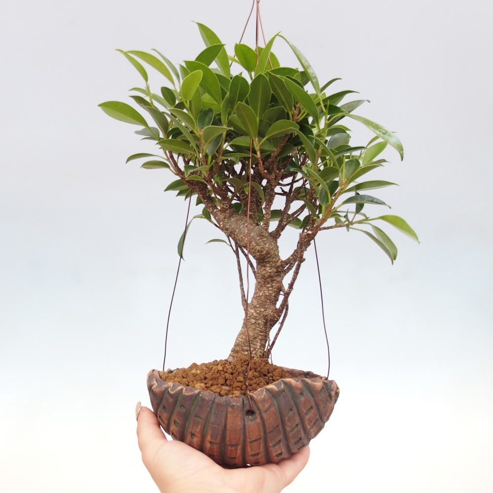 Kokedama w ceramice - figowiec drobnolistny - Ficus kimmen