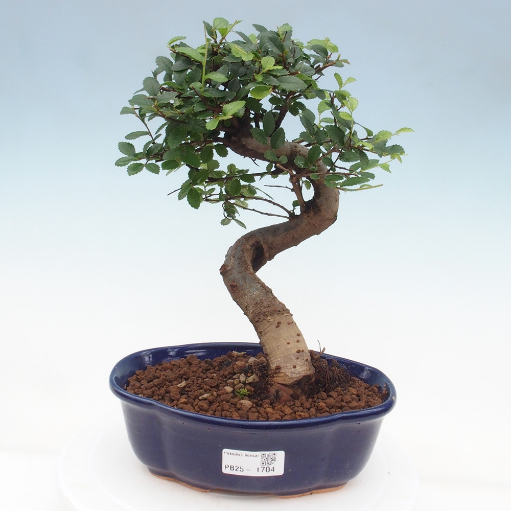 Bonsai wewnętrzne - Ulmus parvifolia - Wiąz drobnolistny