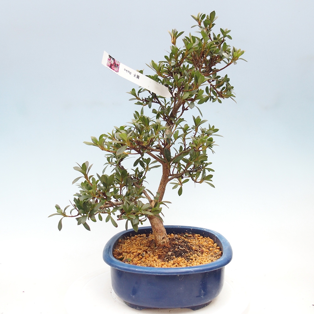 Bonsai zewnętrzne - Azalia japońska - Azalia Reiko