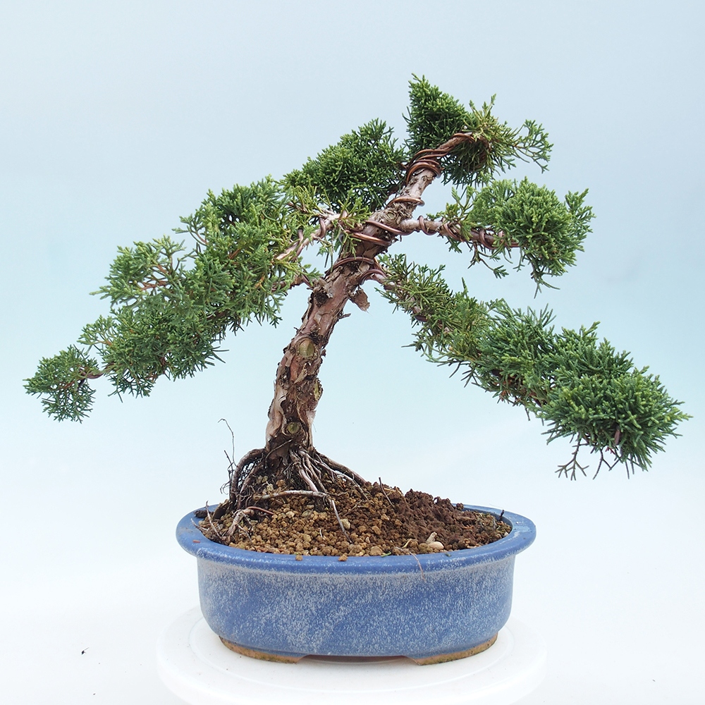 Outdoor bonsai - Juniperus chinensis Kishu - chiński jałowiec