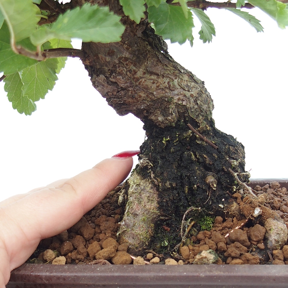 Bonsai zewnętrzne - Zelkova - Zelkova NIRE