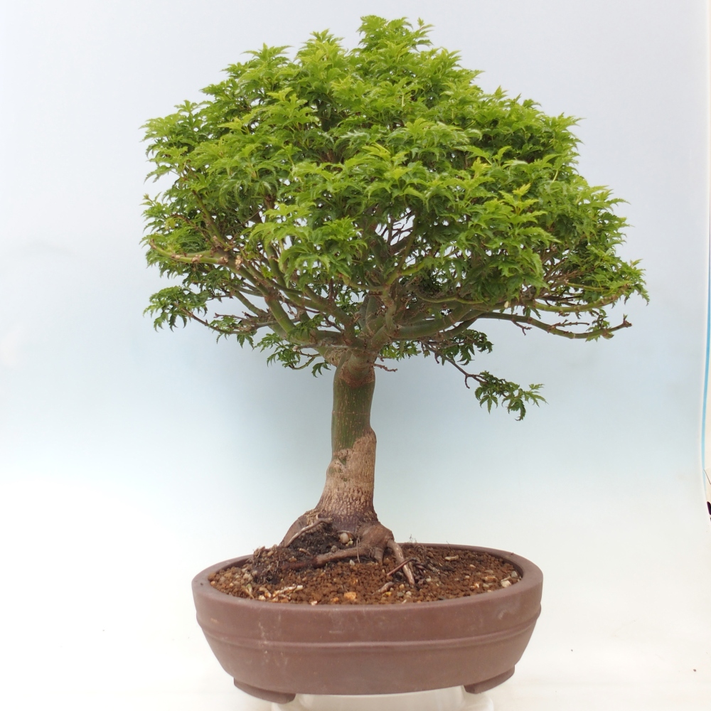 Outdoor bonsai - palma jaworowa Acer palmatum Shishigashira