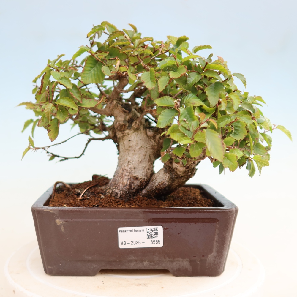 Outdoor bonsai - Carpinus CARPINOIDES - grab koreański