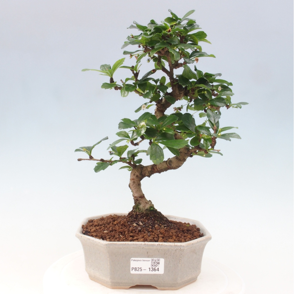 Pokój bonsai - Carmona macrophylla - Tea fuki