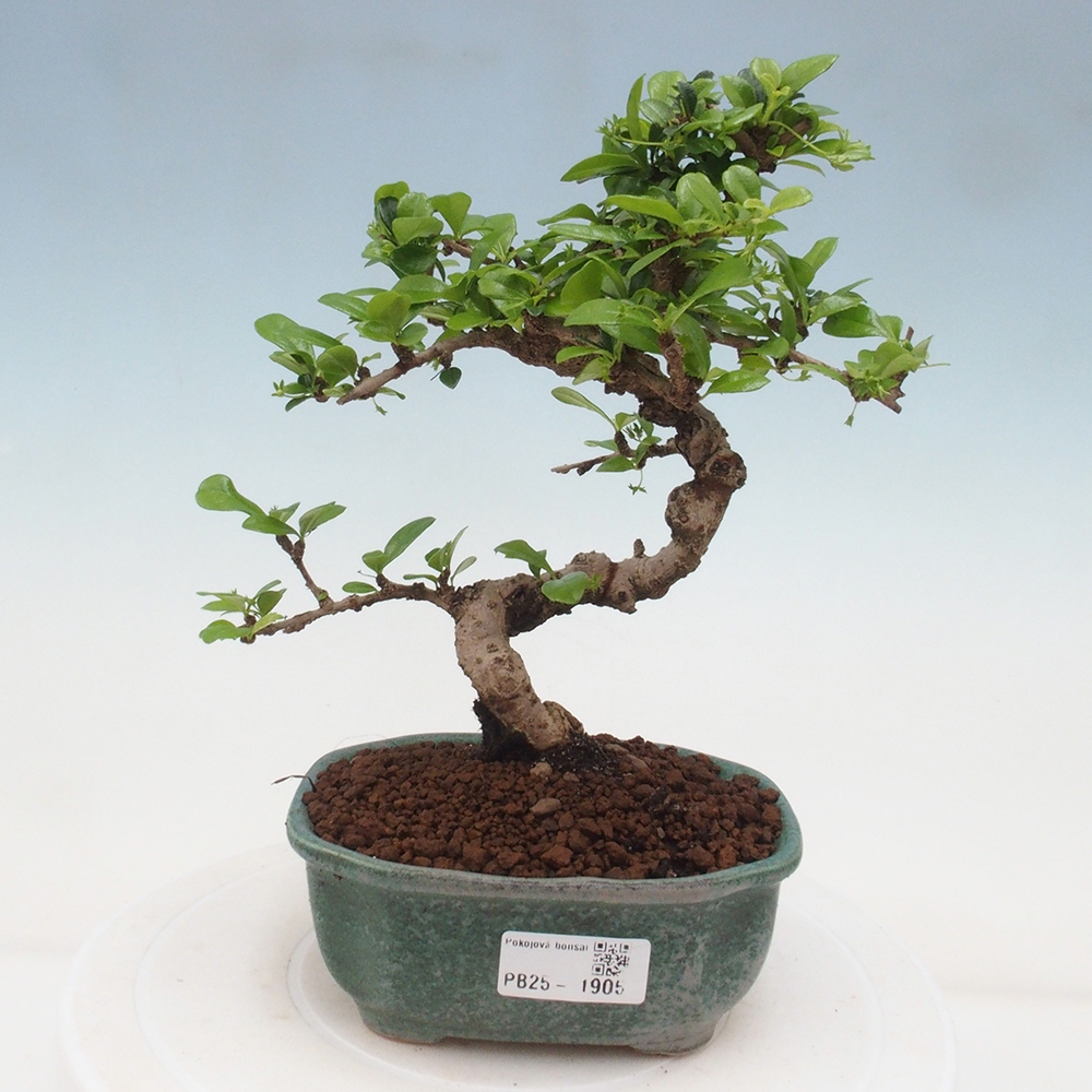 Bonsai wewnętrzne - Carmona makrophylla - Herbata Fuki