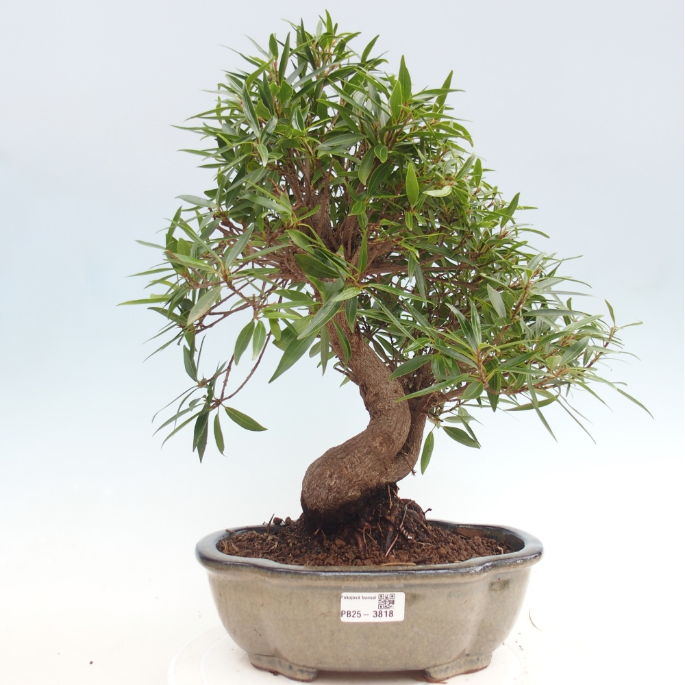 Pokój bonsai - Ficus nerifolia - figowiec drobnolistny