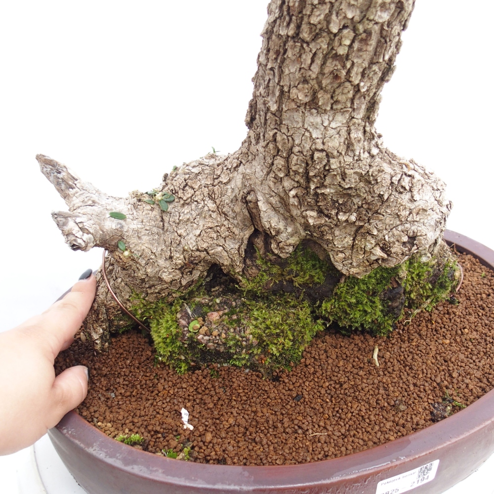 Kryte bonsai - Olea europaea sylvestris - Europejska oliwa z małych liści