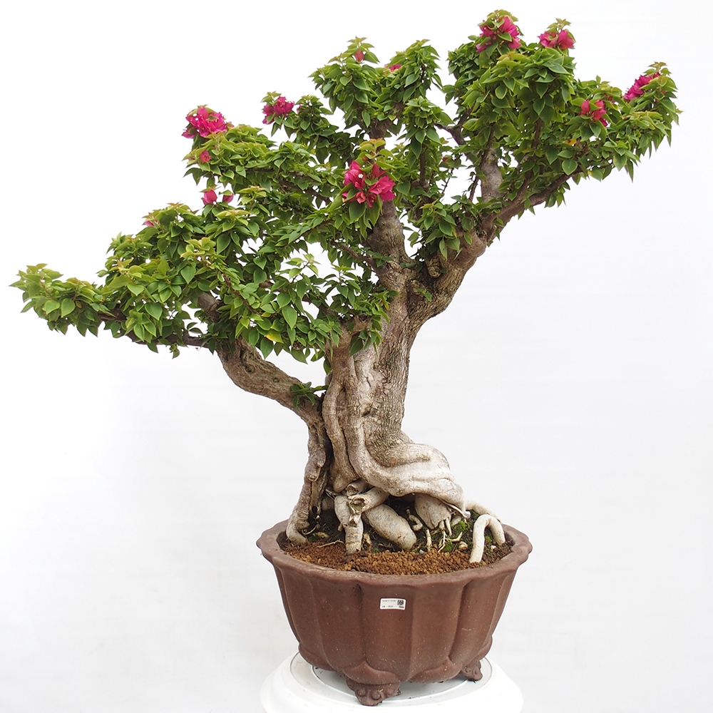 Kryte bonsai - Bouganwilea