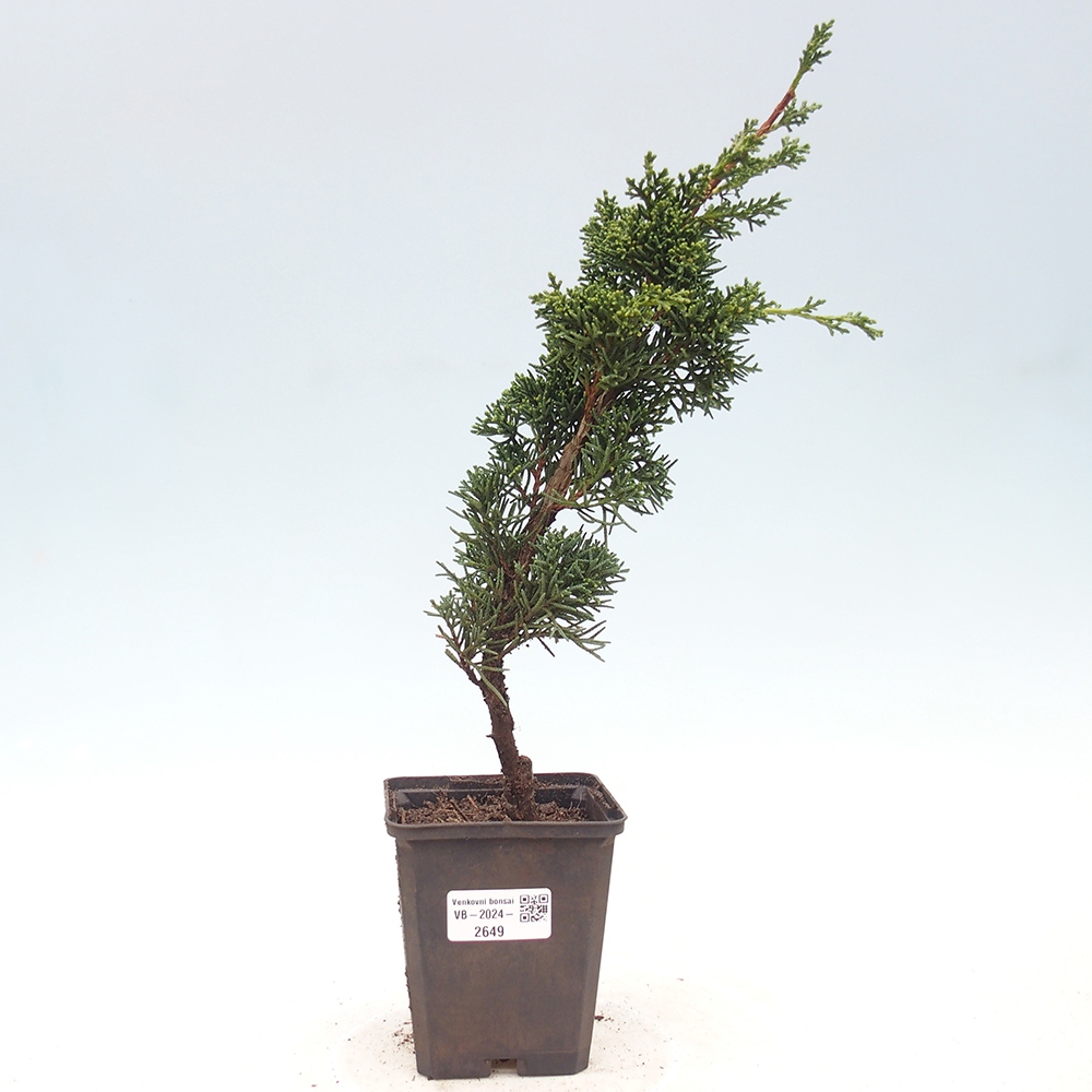 Outdoor bonsai - Juniperus chinensis Kishu - chiński jałowiec